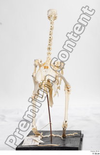 Chicken skeleton chicken skeleton 0076.jpg